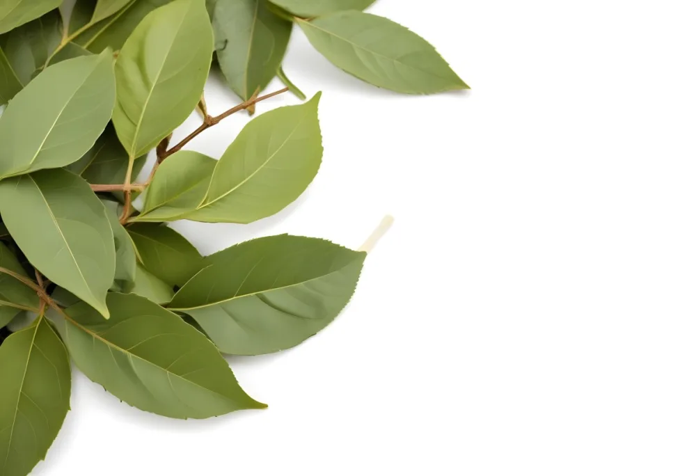 Green Bay Leaves On A White Background 24 5994