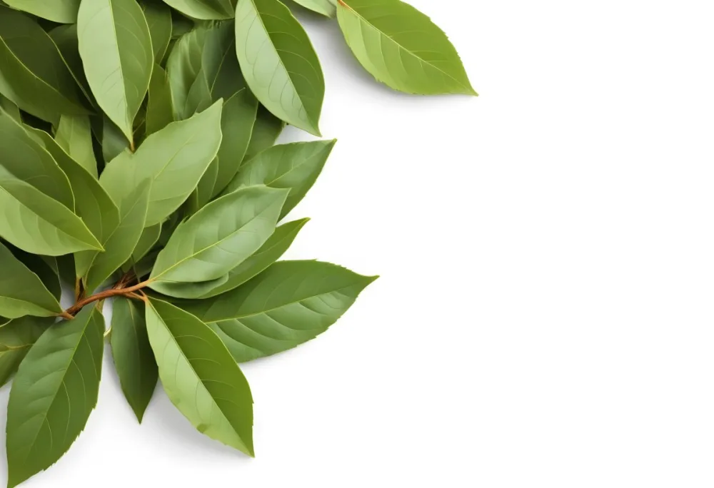 Green Bay Leaves On A White Background 5 1b97