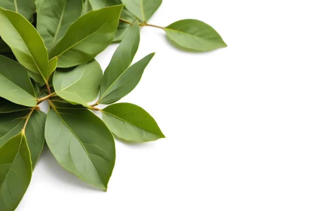 Green Bay Leaves On A White Background 6 1f26