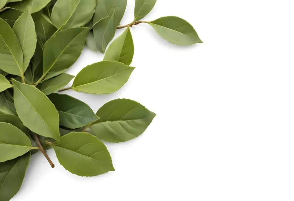 Green Bay Leaves On A White Background 8 E15d
