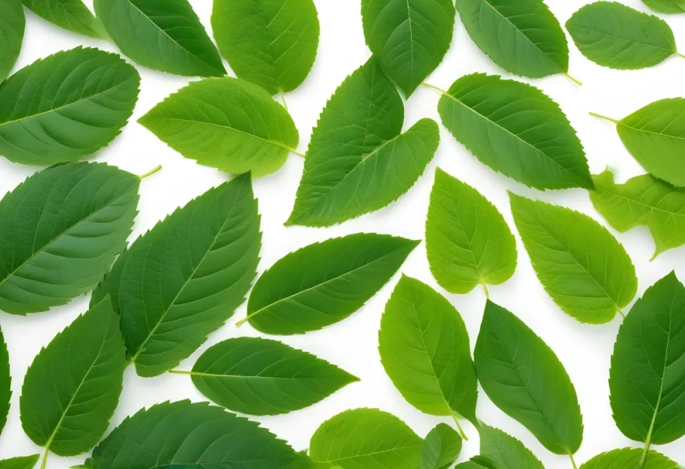 Green Leaves Close Up View Of Various Shapes And Sizes Of Fresh Vibrant Green Leaves Against A White Background 11 772f
