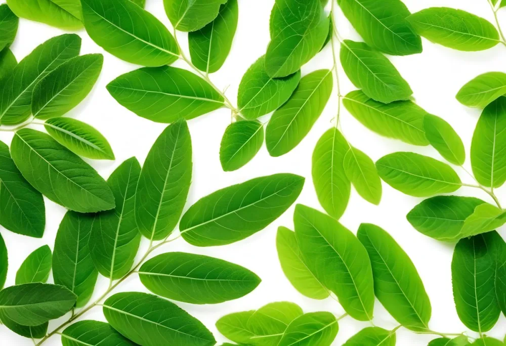 Green Leaves Close Up View Of Various Shapes And Sizes Of Fresh Vibrant Green Leaves Against A White Background 2 D73a