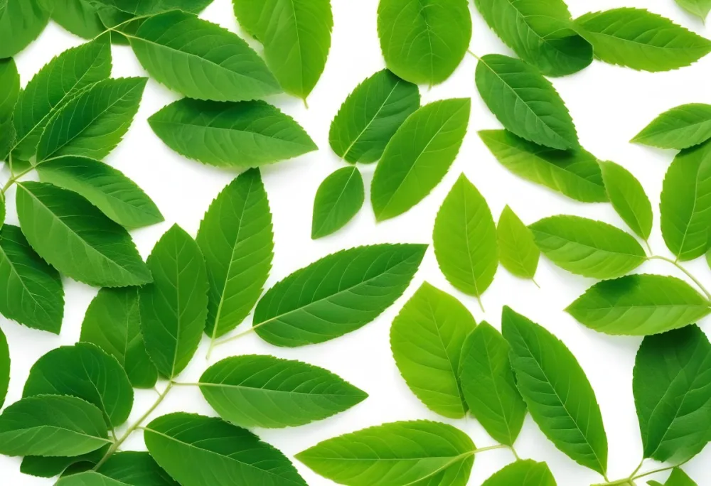 Green Leaves Close Up View Of Various Shapes And Sizes Of Fresh Vibrant Green Leaves Against A White Background 3 3903