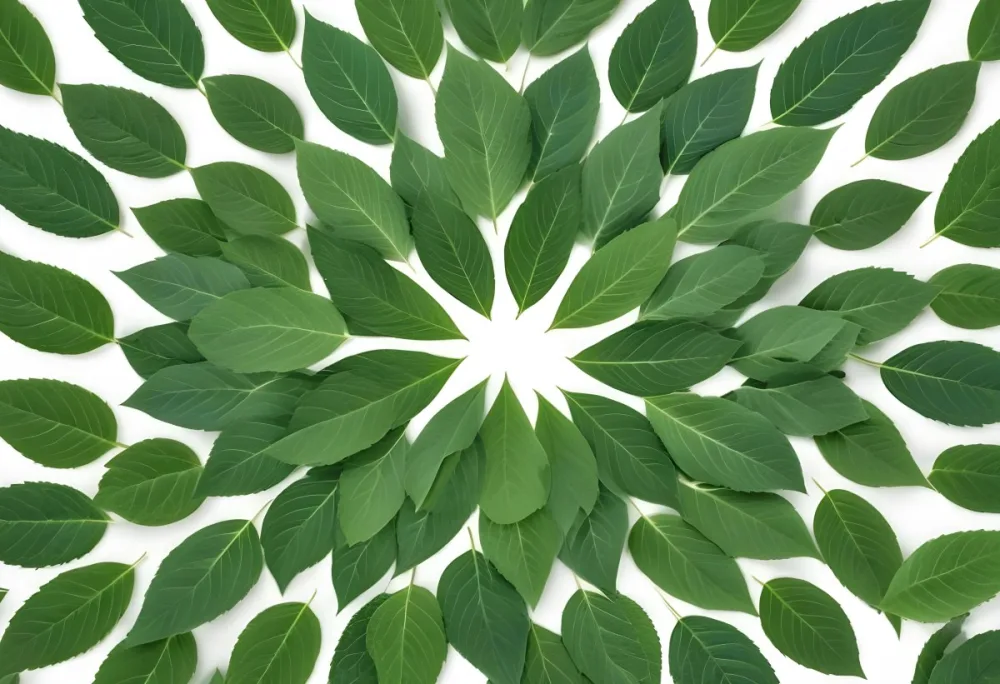 Green Leaves Close Up View Of Various Shapes And Sizes Of Fresh Vibrant Green Leaves Against A White Background 39 0bb5