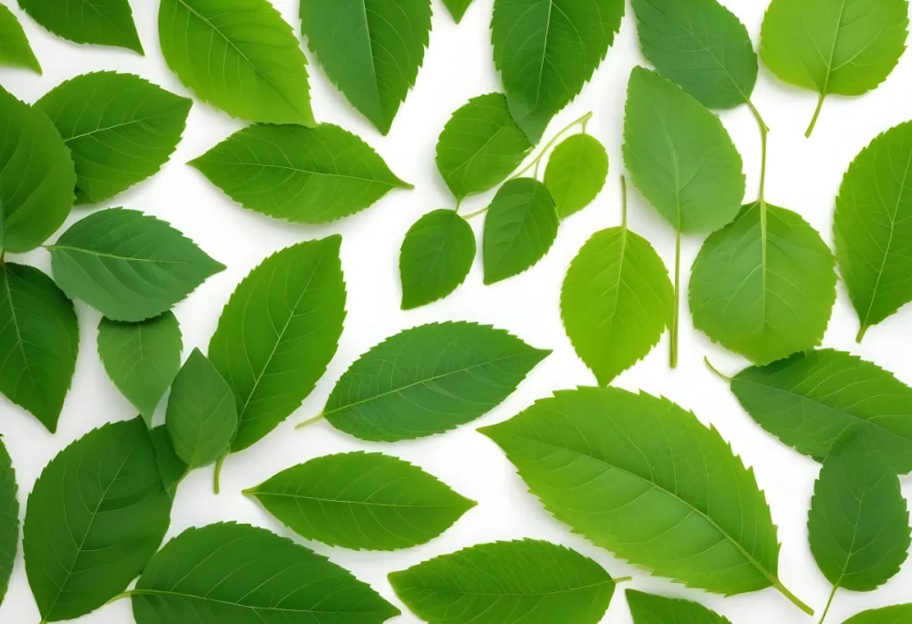 Green Leaves Close Up View Of Various Shapes And Sizes Of Fresh Vibrant Green Leaves Against A White Background 7 6d22