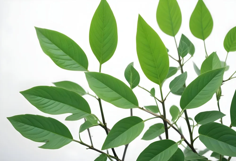 Green Leaves Of A Plant Against A White Background 13 395e
