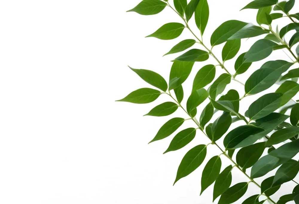 Green Leaves Of A Plant Against A White Background 17 Ce8c