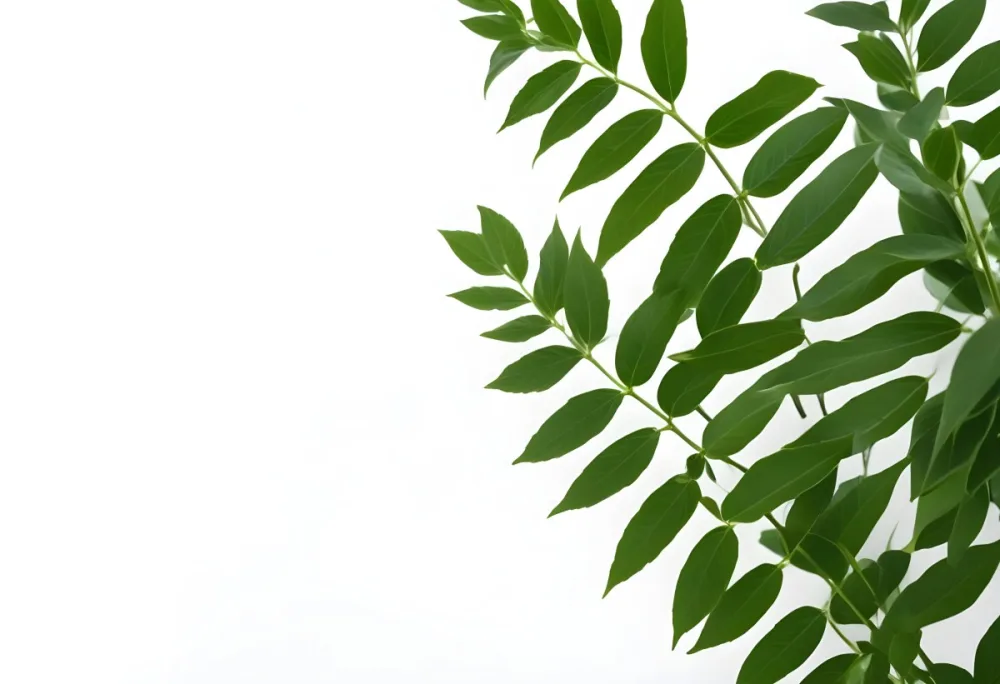 Green Leaves Of A Plant Against A White Background 32 388b