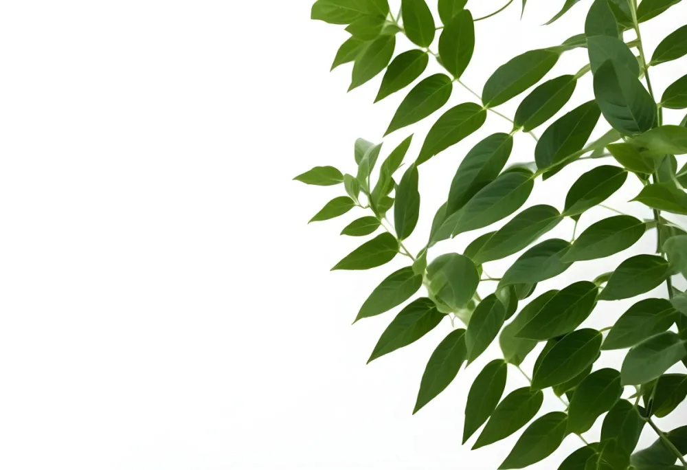Green Leaves Of A Plant Against A White Background 38 2872