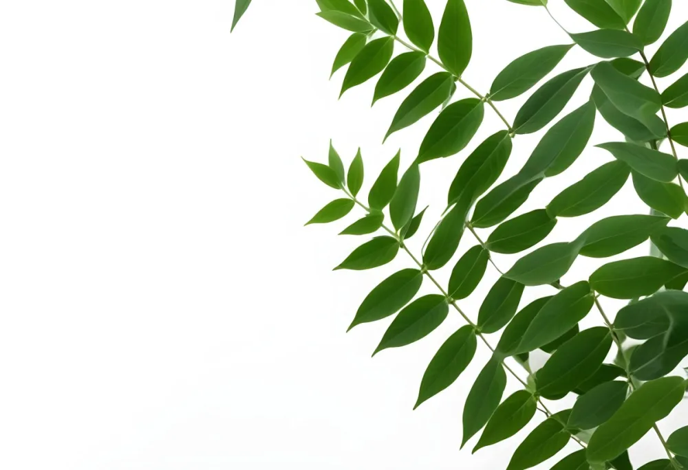 Green Leaves Of A Plant Against A White Background 39 4a23