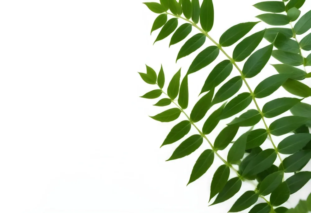 Green Leaves Of A Plant Against A White Background 41 Fed9