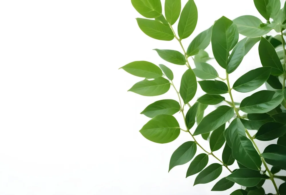 Green Leaves Of A Plant Against A White Background 42 65f1