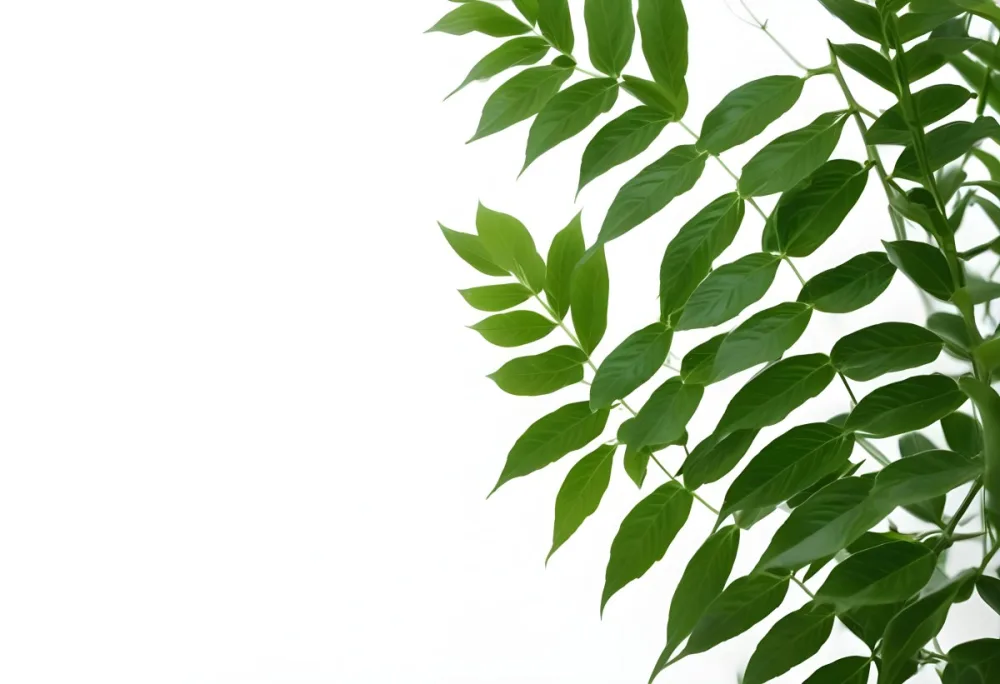 Green Leaves Of A Plant Against A White Background 43 Edb2