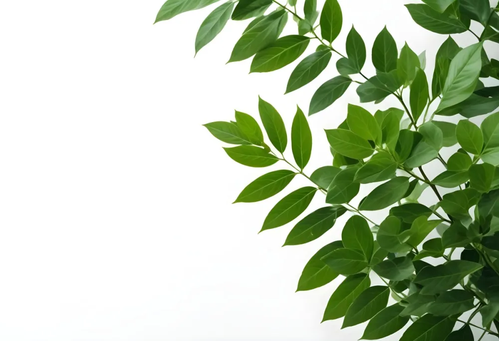 Green Leaves Of A Plant Against A White Background 5 B631