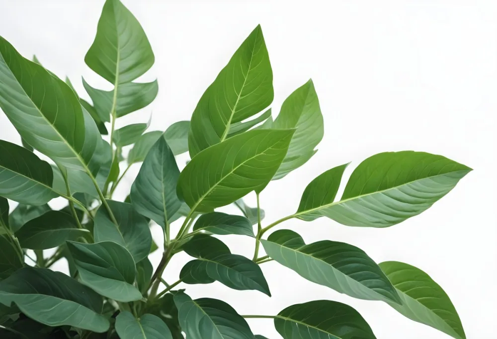 Green Leaves Of A Plant Against A White Background 8 F086