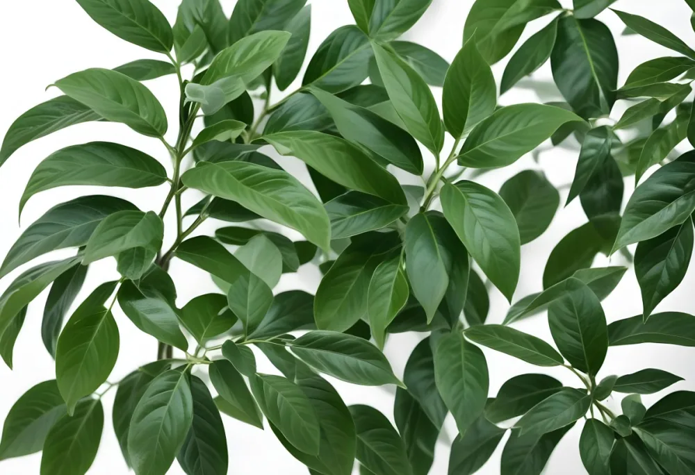 Green Leaves Of A Plant Against A White Background 9 Ca25