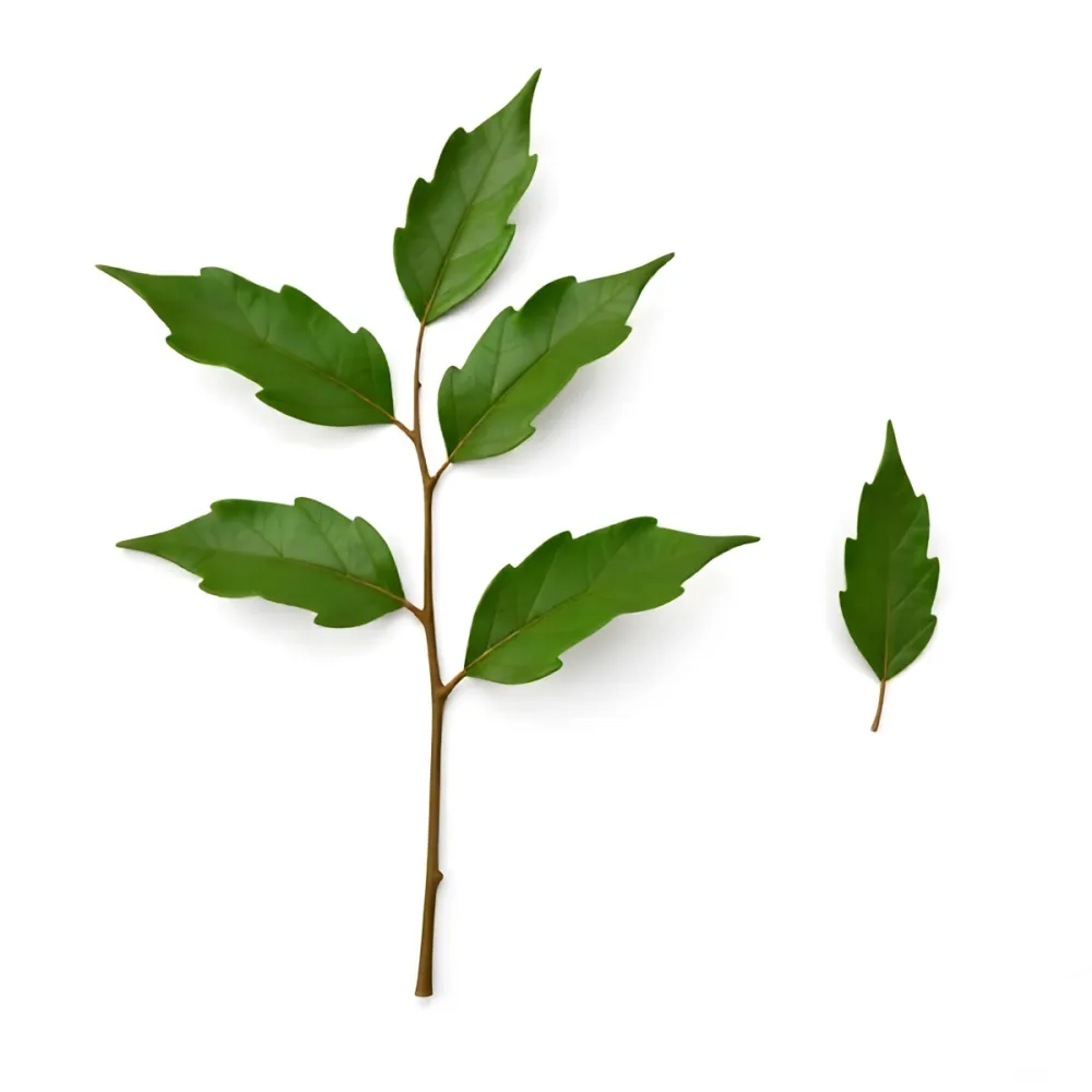 Green Leaves On A Branch With A Single Leaf Next To It Isolated On A White Background Studio Shot Natural Light 13 Aa69