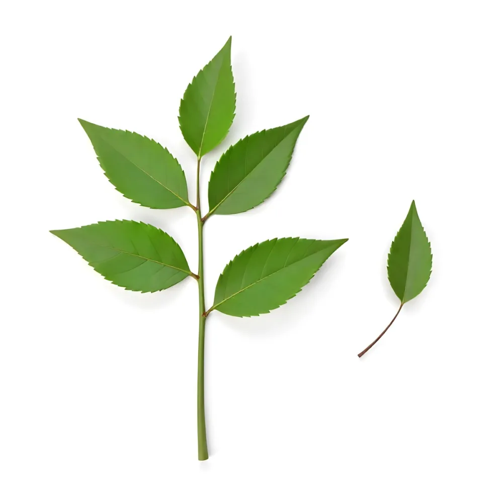 Green Leaves On A Branch With A Single Leaf Next To It Isolated On A White Background Studio Shot Natural Light 17 40f4