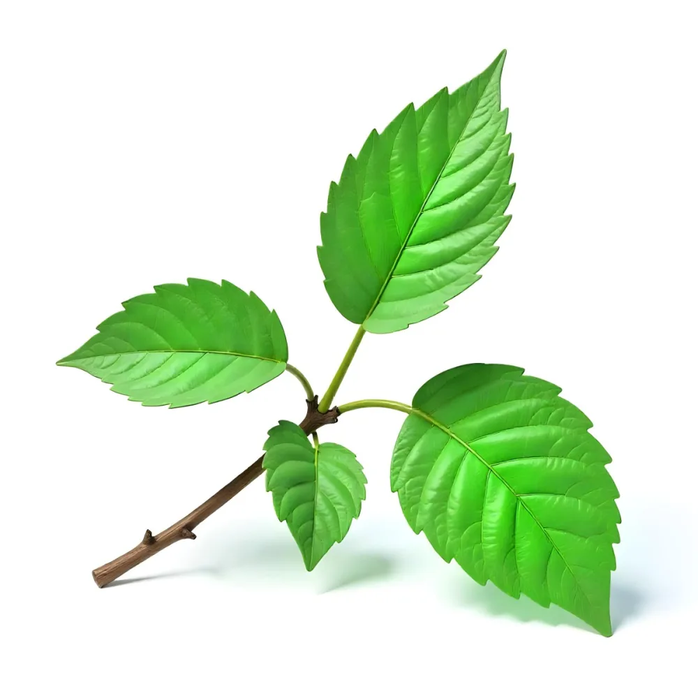 Green Leaves On A Branch With A Single Leaf Next To It Isolated On A White Background Studio Shot Natural Light 18 4908