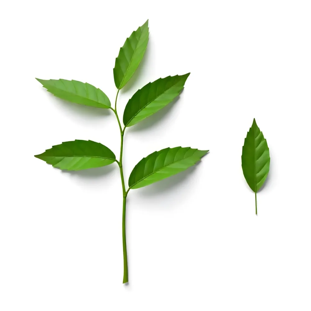 Green Leaves On A Branch With A Single Leaf Next To It Isolated On A White Background Studio Shot Natural Light 19 8d4b