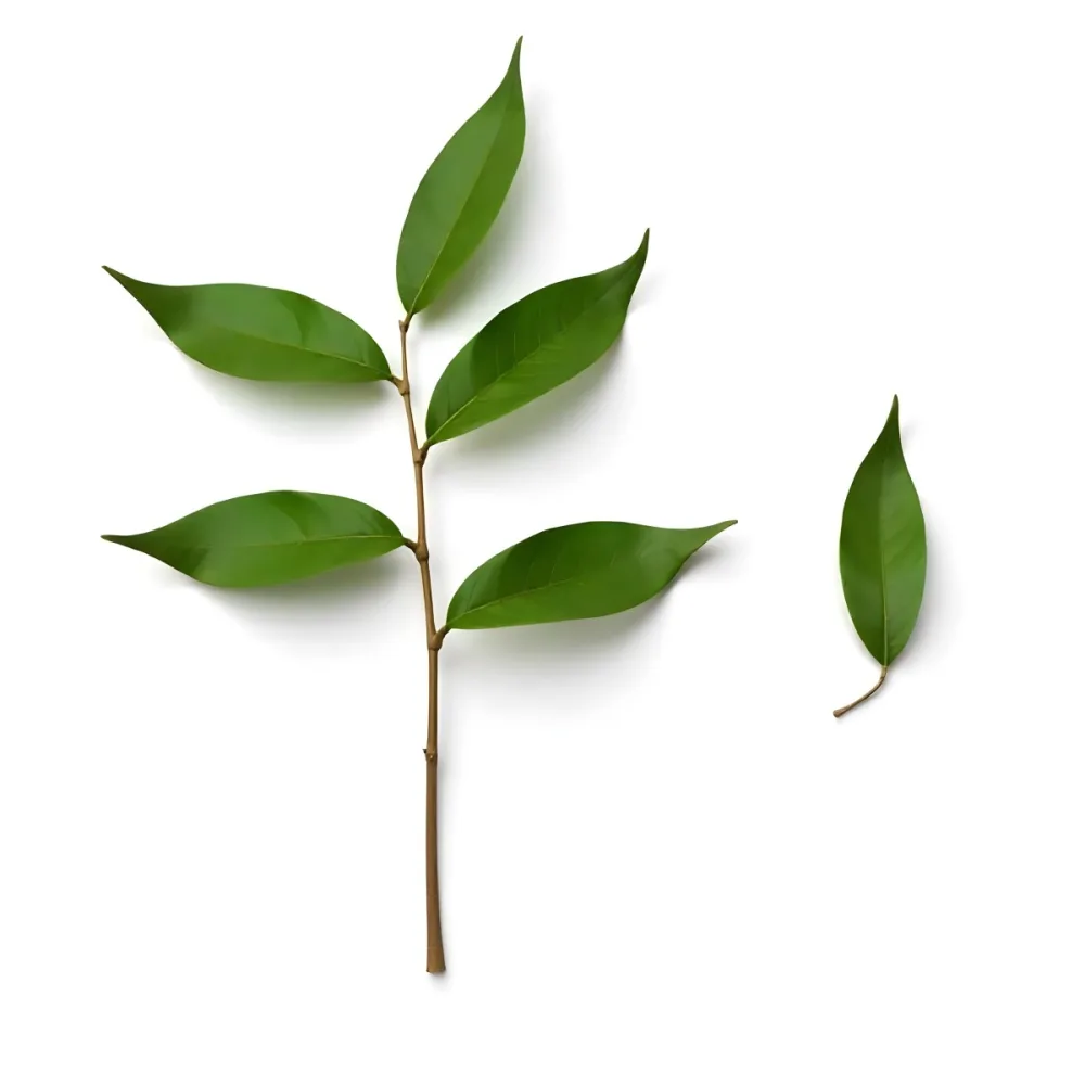 Green Leaves On A Branch With A Single Leaf Next To It Isolated On A White Background Studio Shot Natural Light 2 28ce