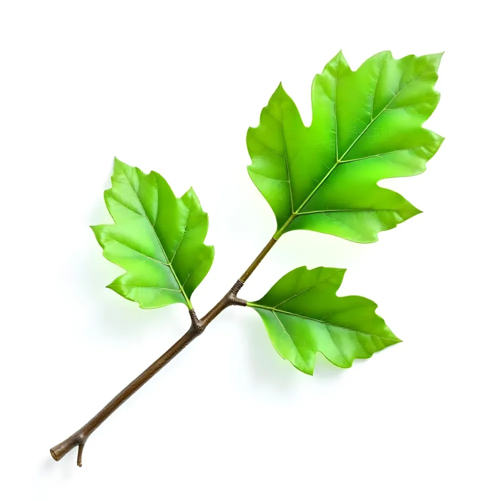 Green Leaves On A Branch With A Single Leaf Next To It Isolated On A White Background Studio Shot Natural Light 20 0205