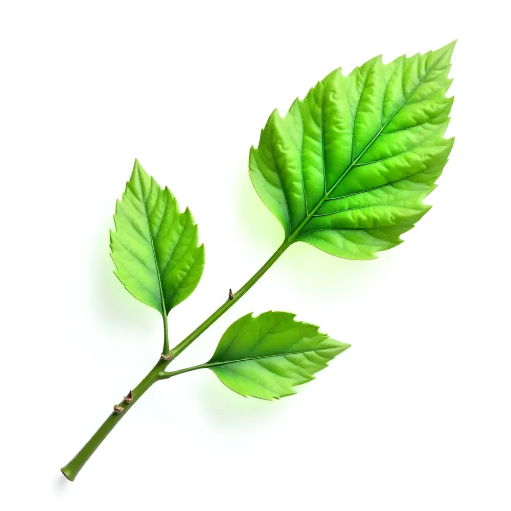 Green Leaves On A Branch With A Single Leaf Next To It Isolated On A White Background Studio Shot Natural Light 21 91ea