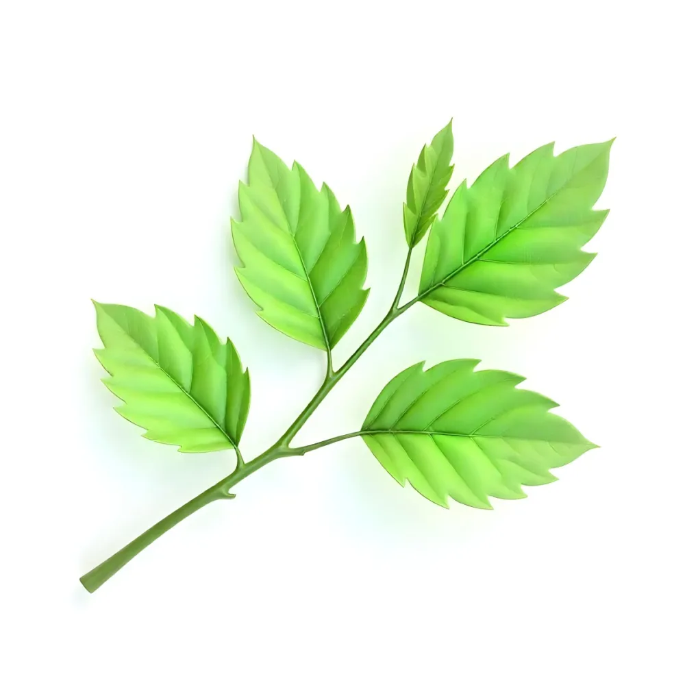 Green Leaves On A Branch With A Single Leaf Next To It Isolated On A White Background Studio Shot Natural Light 22 B03c