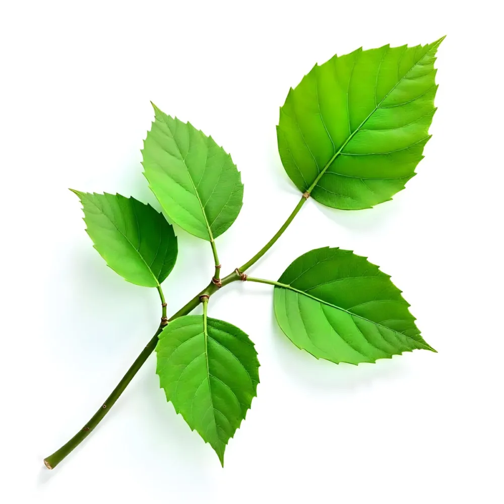 Green Leaves On A Branch With A Single Leaf Next To It Isolated On A White Background Studio Shot Natural Light 23 75c4