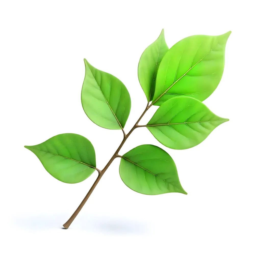 Green Leaves On A Branch With A Single Leaf Next To It Isolated On A White Background Studio Shot Natural Light 3 7b98