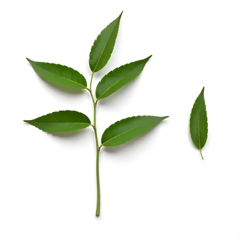 Green Leaves On A Branch With A Single Leaf Next To It Isolated On A White Background Studio Shot Natural Light 4 9516
