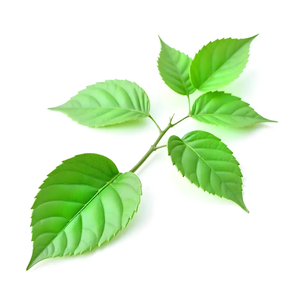 Green Leaves On A Branch With A Single Leaf Next To It Isolated On A White Background Studio Shot Natural Light 5 9bc7