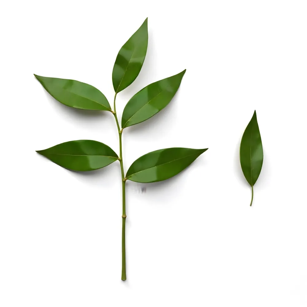 Green Leaves On A Branch With A Single Leaf Next To It Isolated On A White Background Studio Shot Natural Light 7 9882