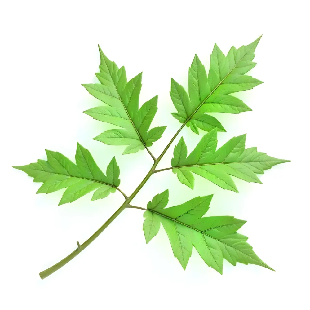 Green Leaves On A Branch With A Single Leaf Next To It Isolated On A White Background Studio Shot Natural Light 8 0fe0