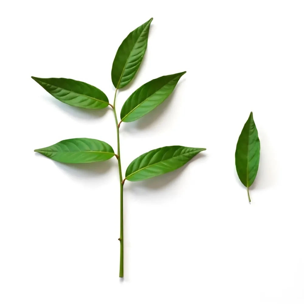 Green Leaves On A Branch With A Single Leaf Next To It Isolated On A White Background Studio Shot Natural Light 9 378d