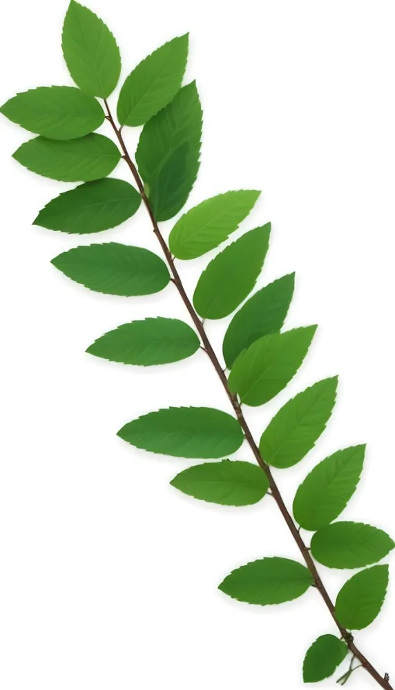 Green Leaves On A Branch With Varying Shades Of Green And Different Leaf Shapes And Sizes 5 5165