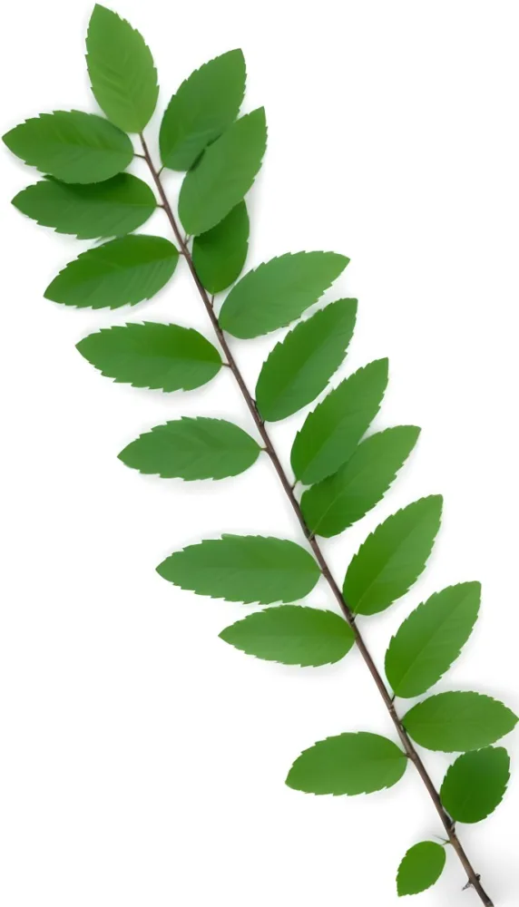 Green Leaves On A Branch With Varying Shades Of Green And Different Leaf Shapes And Sizes 6 E1e6