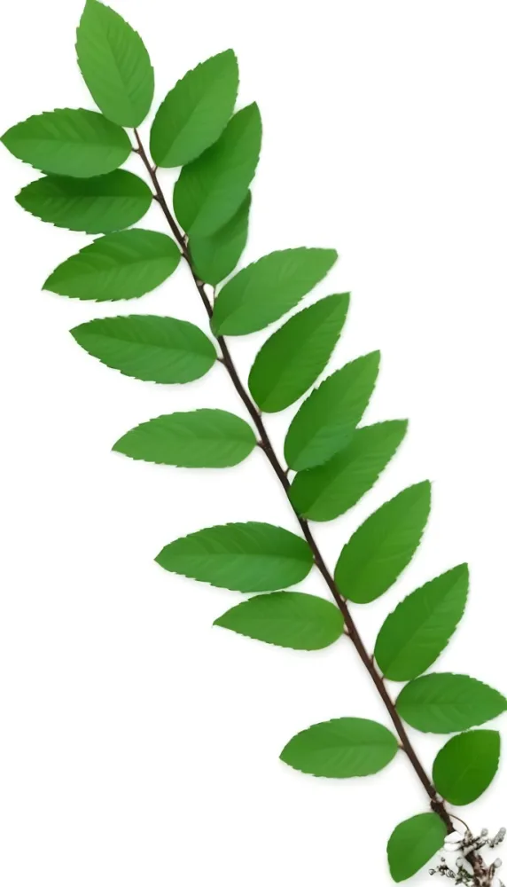 Green Leaves On A Branch With Varying Shades Of Green And Different Leaf Shapes And Sizes 7 8090