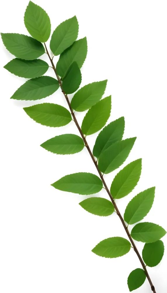 Green Leaves On A Branch With Varying Shades Of Green And Different Leaf Shapes And Sizes 8 A9ae
