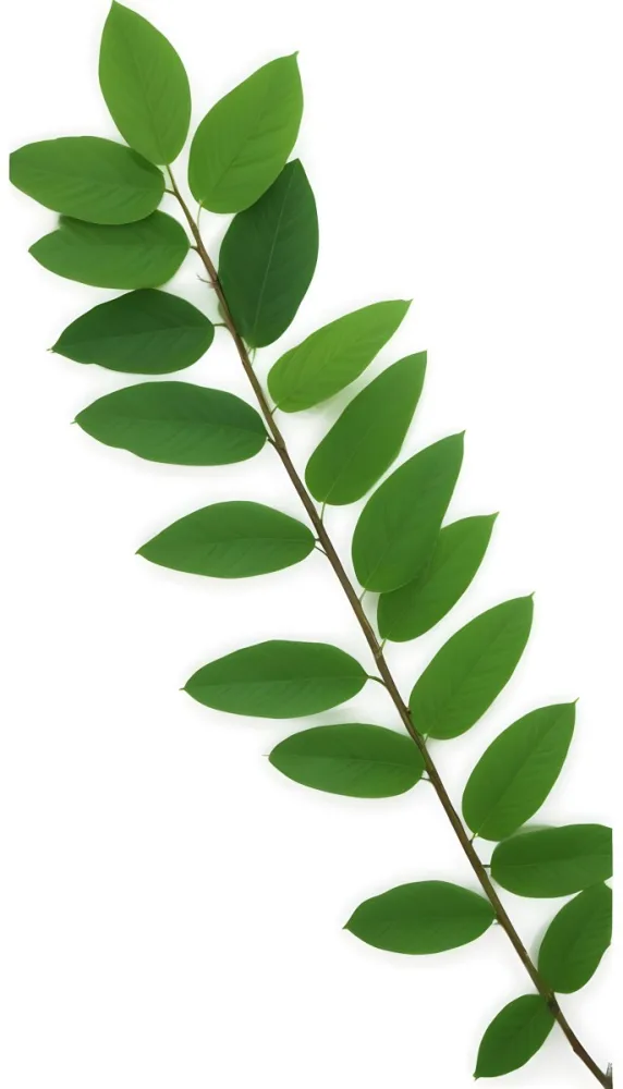 Green Leaves On A Branch With Varying Shades Of Green And Different Leaf Shapes And Sizes 9 83dd