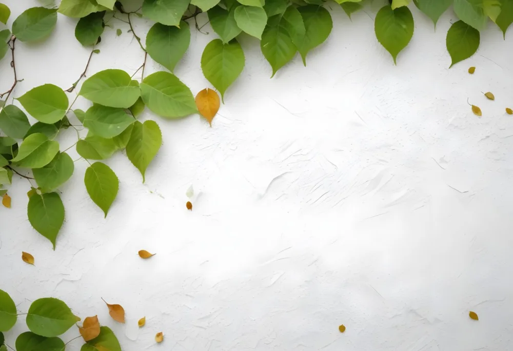 Green Leaves On A White Wall With Some Leaves Falling Down 24 9cd2