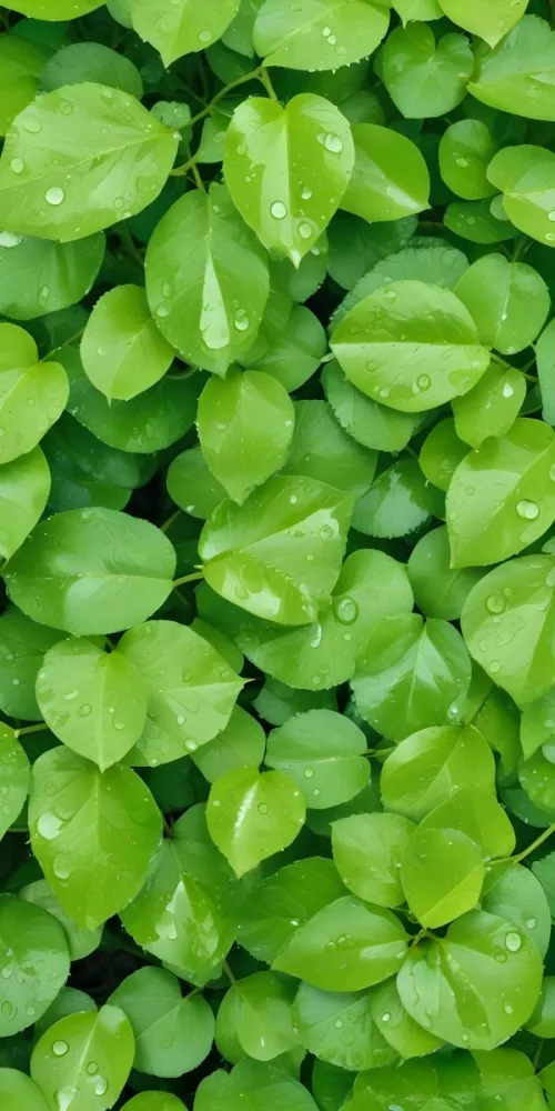 Green Leaves With Water Droplets A Lush And Vibrant Natural Background 2 3284