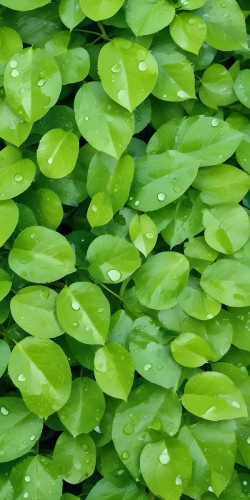 Green Leaves With Water Droplets A Lush And Vibrant Natural Background 3 2d4a