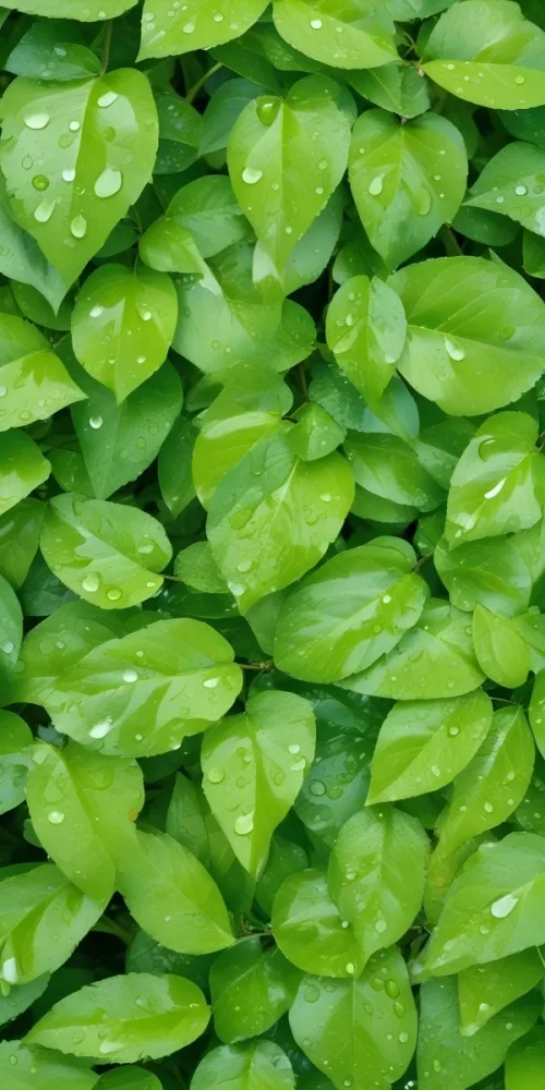 Green Leaves With Water Droplets A Lush And Vibrant Natural Background 9 Ded0