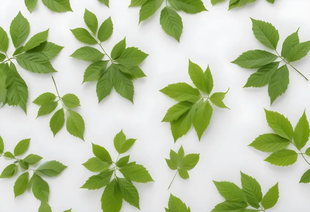 Green Leaves With White Background 22 8bb4