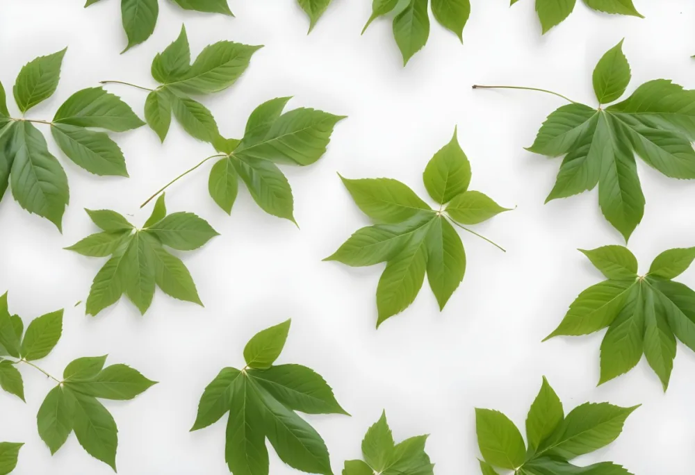 Green Leaves With White Background 23 120c