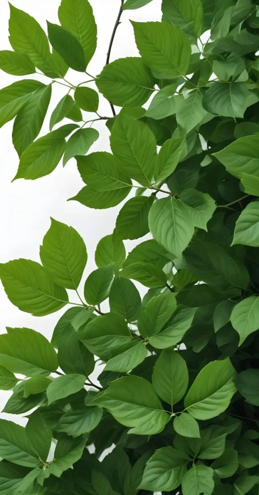 Green Leaves With White Background 5 5b45