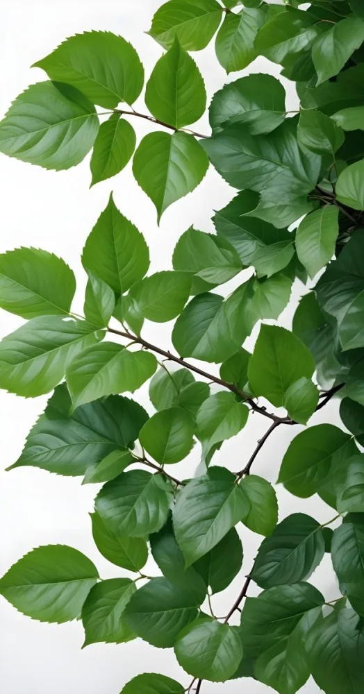 Green Leaves With White Background 6 1e7f