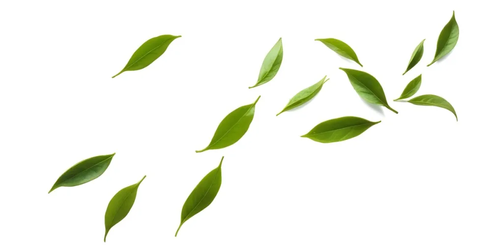 Minimal Soft Studio Light Photography Green Tea Leaves Floating Against A White Background High Detail Solid Bold Color Background 1 Bf9e