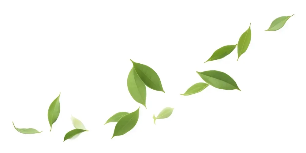 Minimal Soft Studio Light Photography Green Tea Leaves Floating Against A White Background High Detail Solid Bold Color Background 12 6ca7